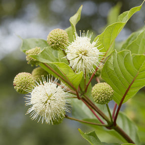 Cephalanthus occidentalis sur tige