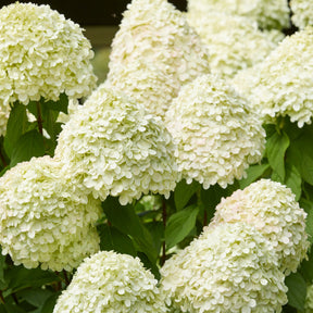 Hortensia paniculé Limelight ® sur tige