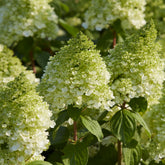 Hortensia paniculé Magical® Moonlight