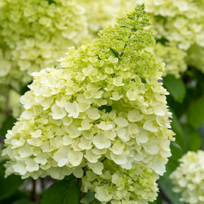 Hortensia paniculé Magical® Moonlight