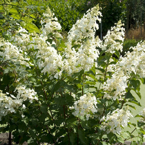 Hortensia paniculé Pink Lady