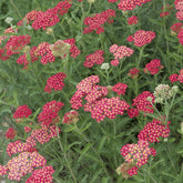 3 Achillées millefeuille Cerise Queen