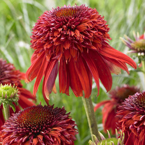 Rudbeckia pourpre Eccentric - Echinacea