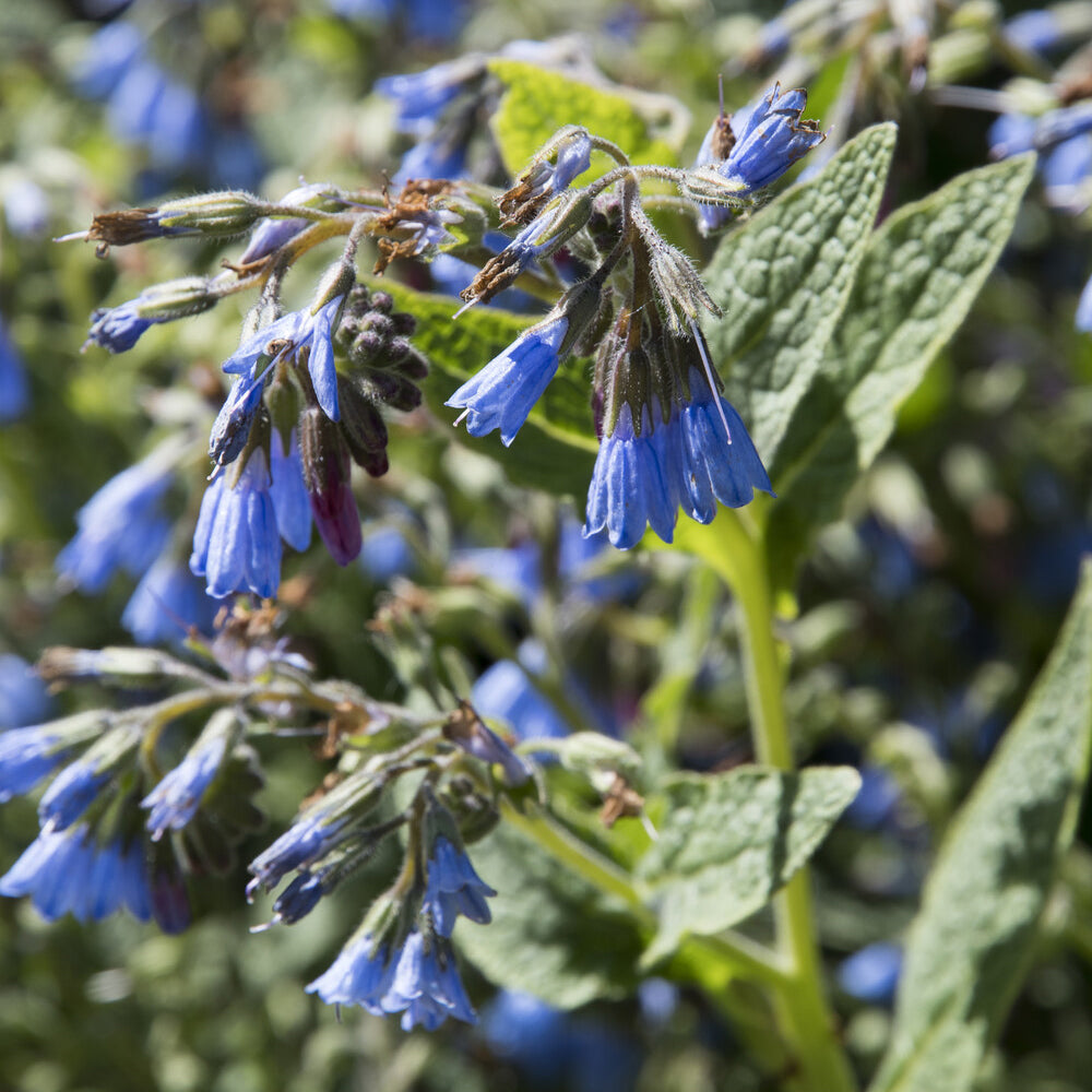 Géranium vivace bleus de l'Himalaya