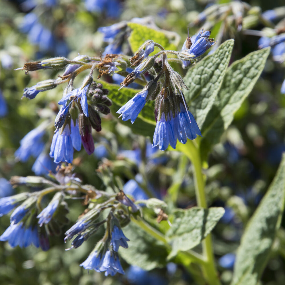 Consoude bleue