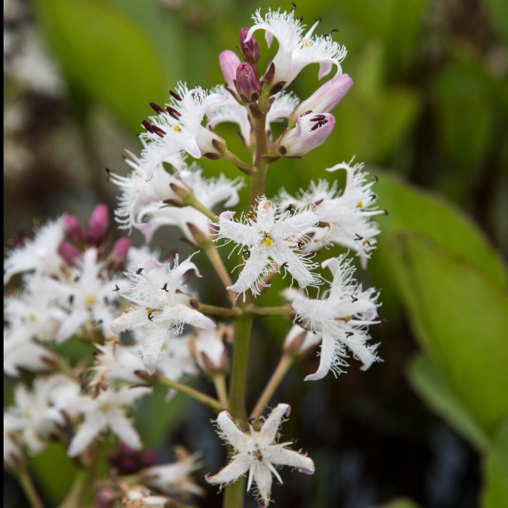 Trèfle d'eau - Menyanthes trifoliata - Willemse