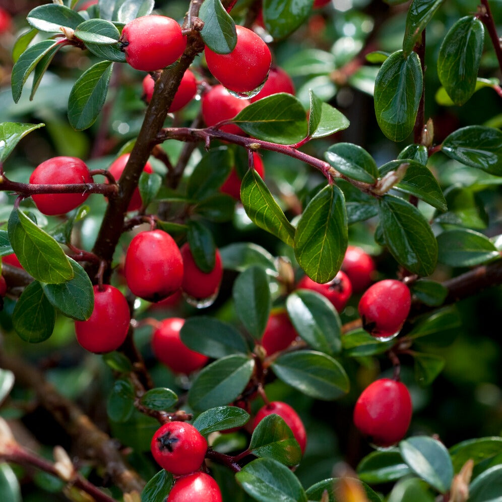 Cotoneaster suecicus Coral Beauty