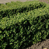 Houx crénelé Dark Green® - Ilex crenata dark green - Plantes