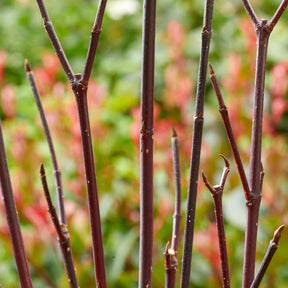 Cornouiller à bois noir Kesselringii