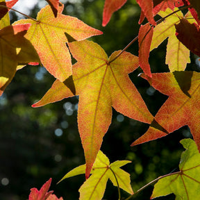 Copalme d'Amérique - Liquidambar