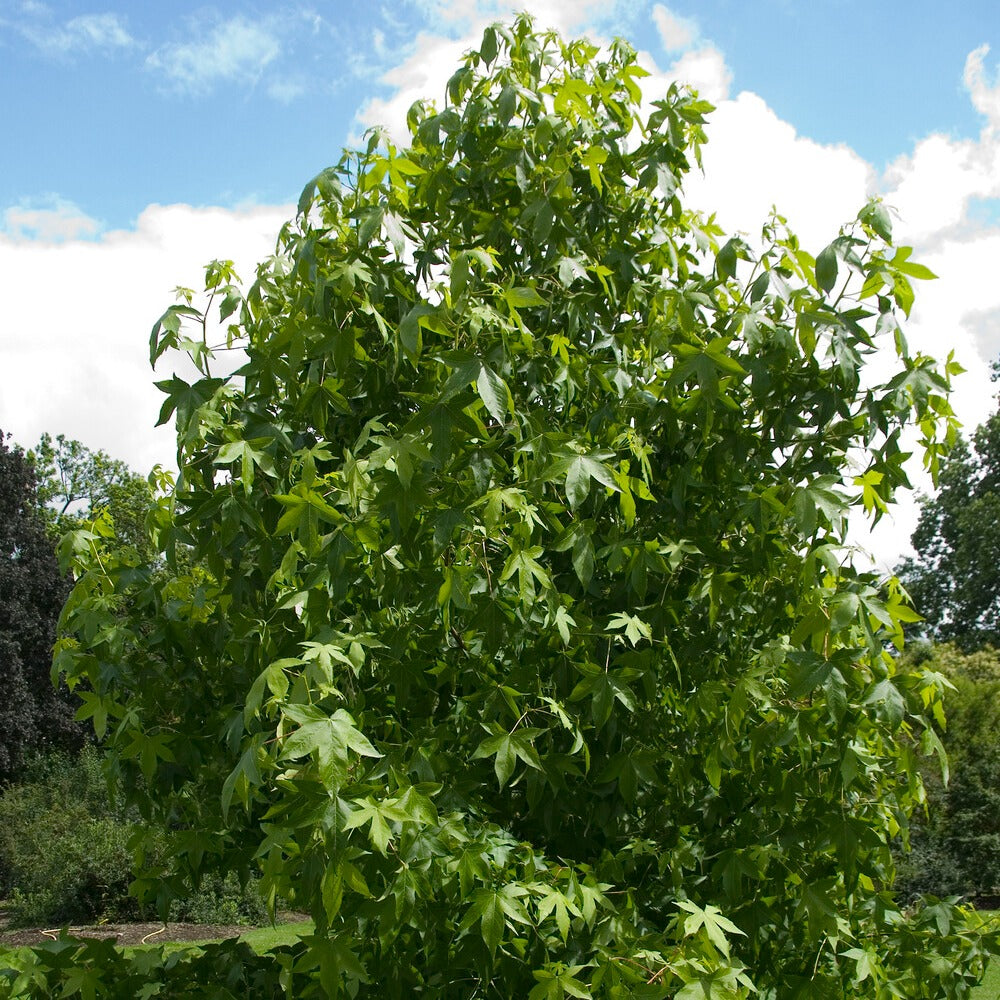 Copalme d'Amérique - Liquidambar