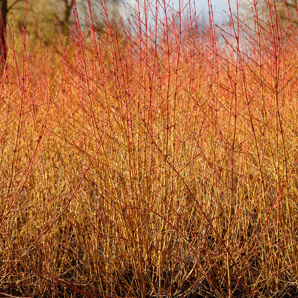 Cornouiller sanguin Midwinter Fire - Willemse