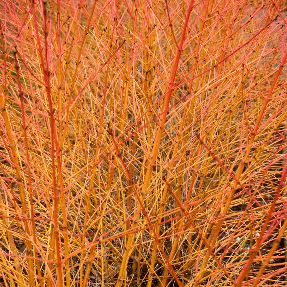 Cornouiller sanguin Midwinter Fire - Cornus sanguinea Midwinter Fire - Willemse