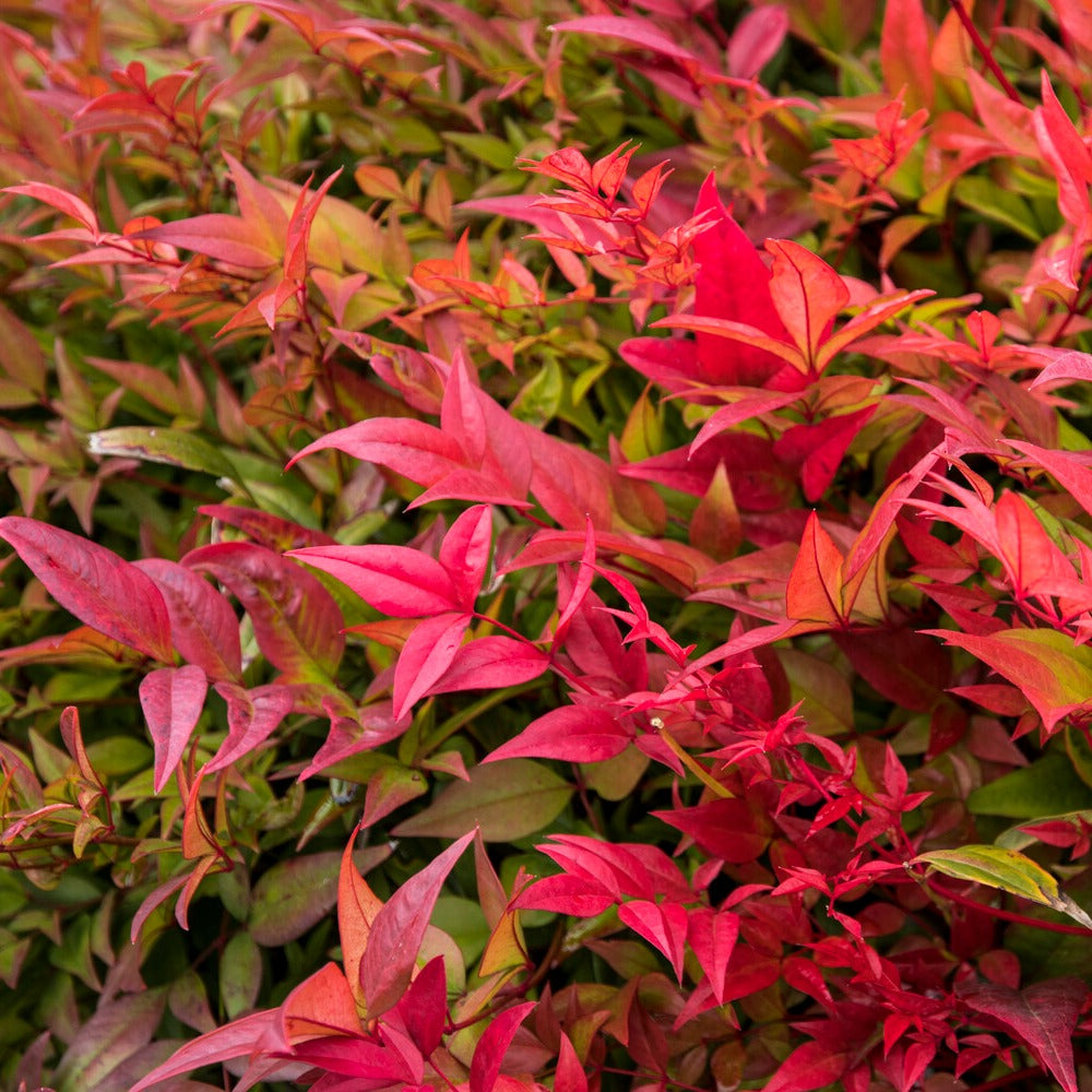 Bambou sacré orange cuivre - Nandina domestica Gulf Stream - Willemse