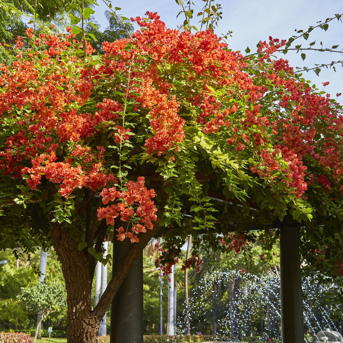 Bougainvillier Orange