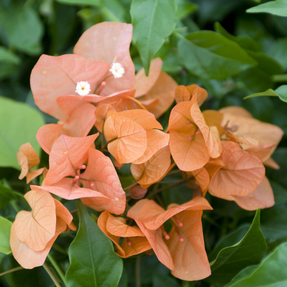 Bougainvillier Orange