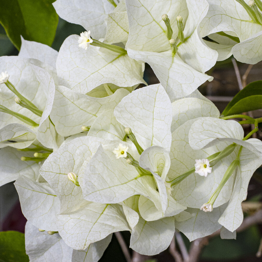 Bougainvillier Blanc