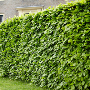 Haie de hêtre commun - Fagus sylvatica - Arbres