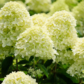 Hortensia paniculé Whitelight