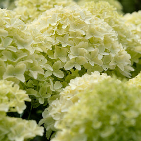 Hortensia paniculé Whitelight