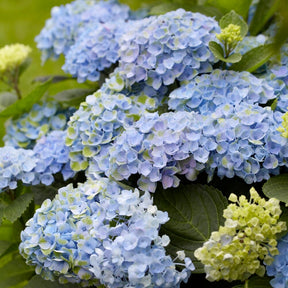 Hortensia Revolution Blue