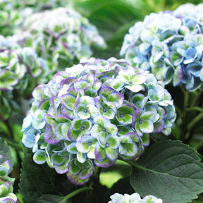 Hortensia Revolution Blue