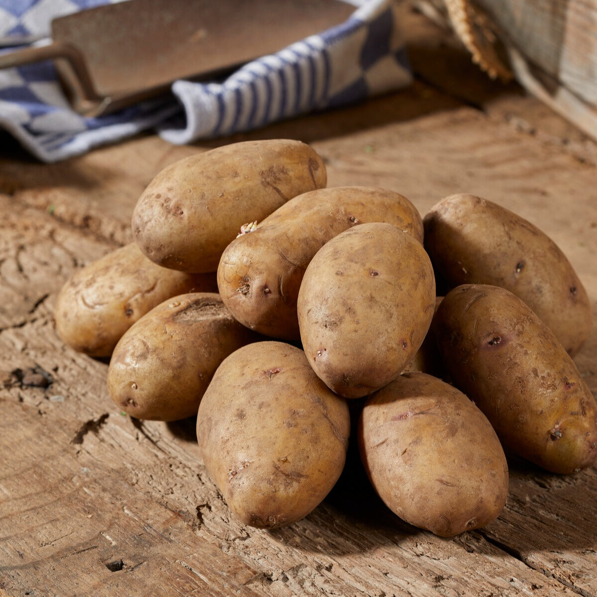 25 Pommes de terre Nicola - Solanum tuberosum 'Nicola' - Willemse