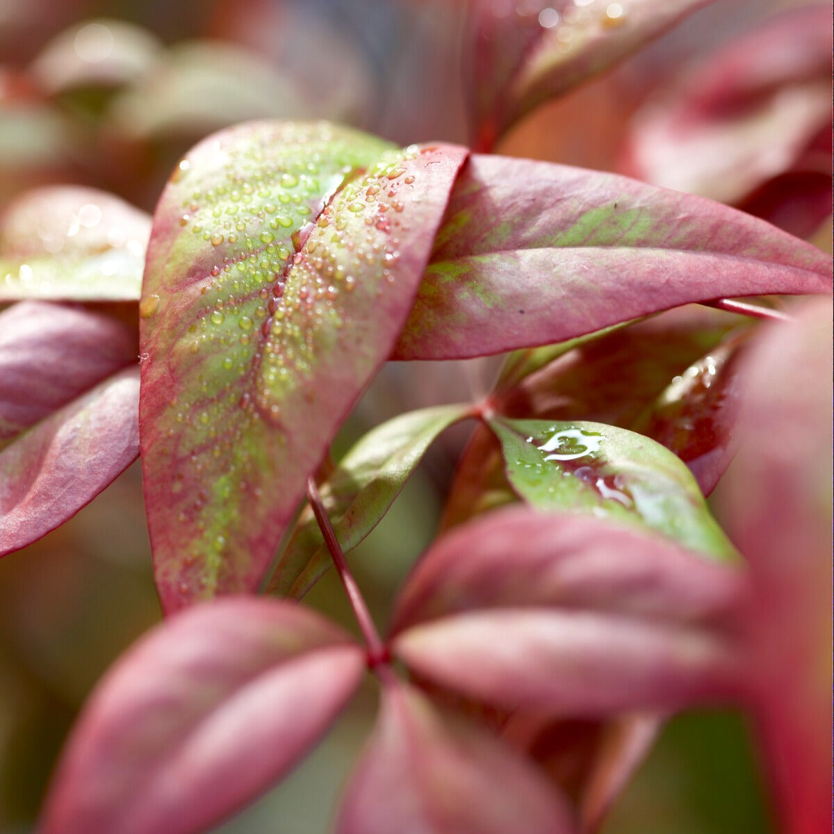 Bambou sacré Fire Power - Nandina domestica Fire Power - Willemse