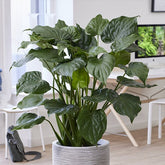 Oreille d'éléphant naine - Alocasia - Alocasia cucullata - Plantes