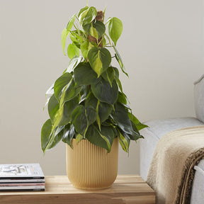 Philodendron Monstera Brasil