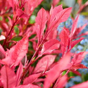 Photinia fraseri Little Fenna