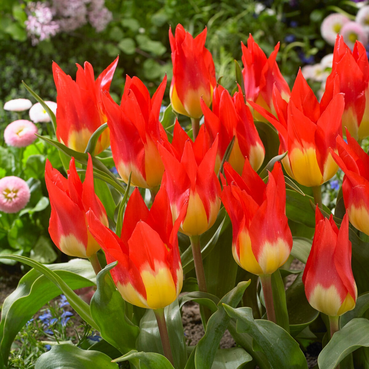 5 Tulipes 'Flames Mystery'