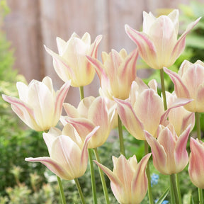 5 Tulipes fleur de lis 'Elegant Lady'