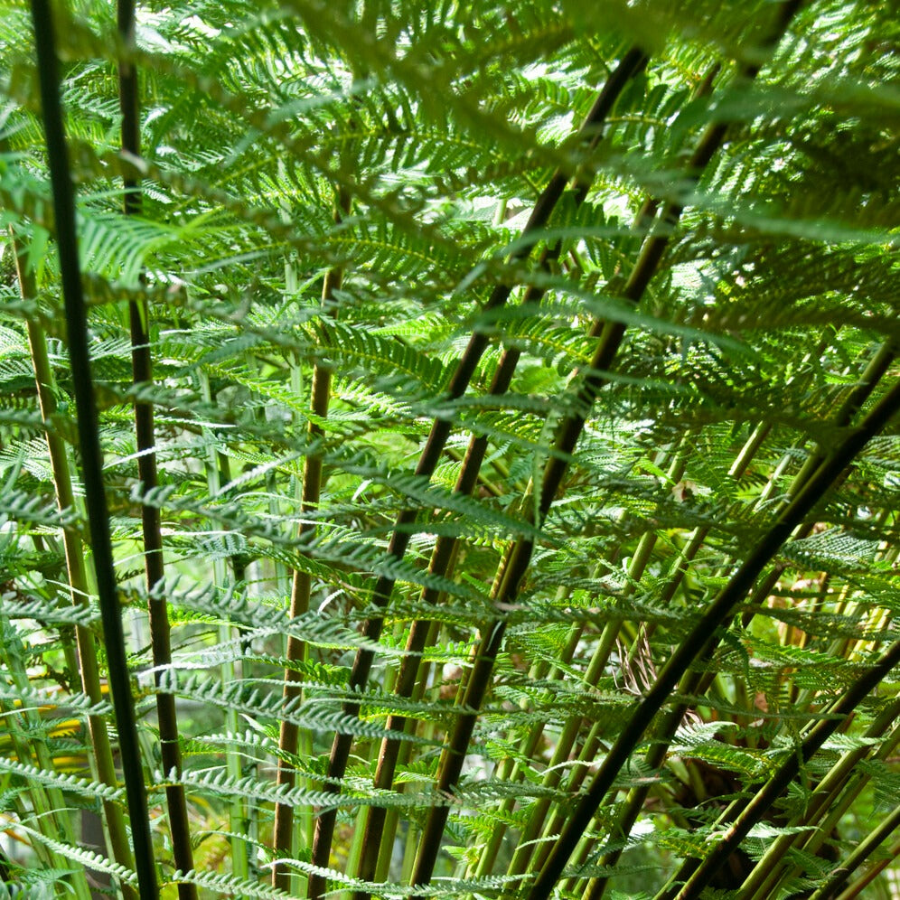 Fougère arborescente