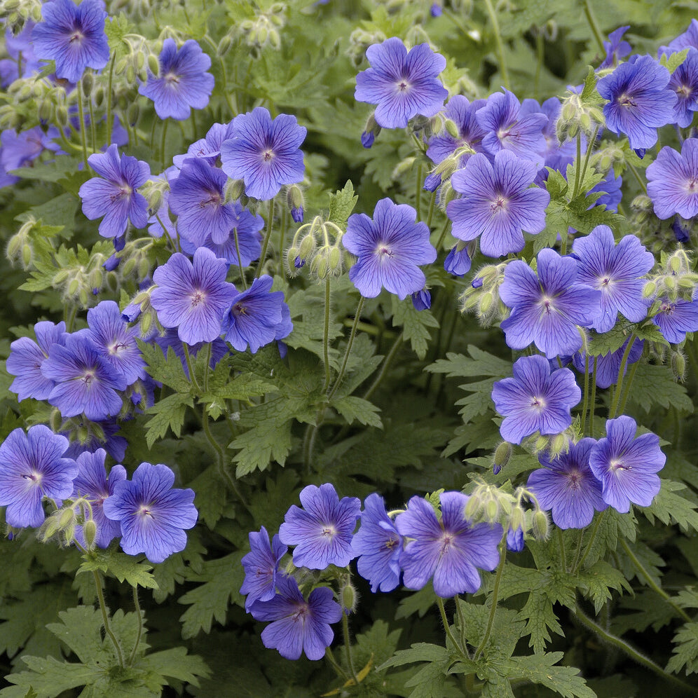 Géranium vivace bleus de l'Himalaya