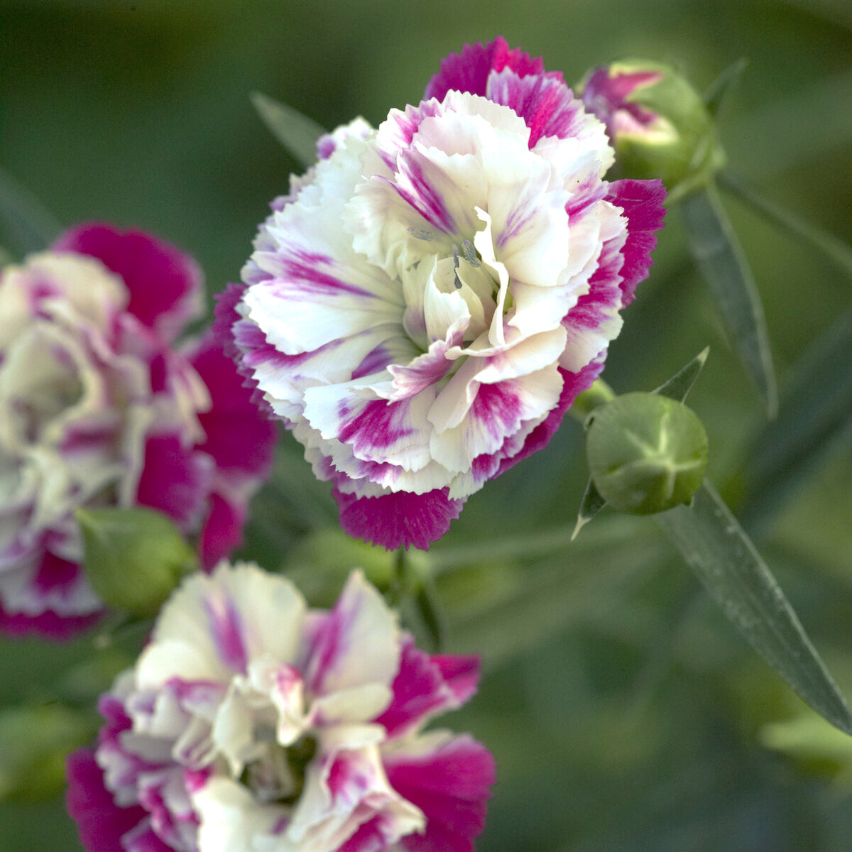 2 Œillets Paradis roses