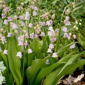 Muguet rose