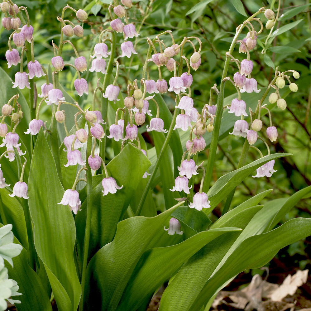 Muguet rose - Willemse