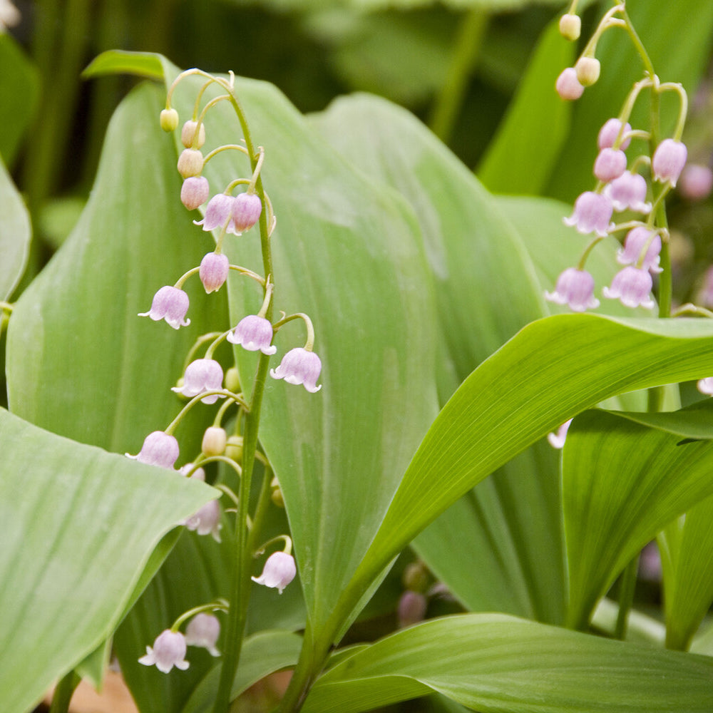 Muguet rose