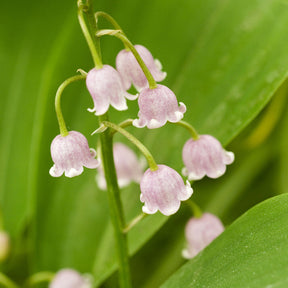 Muguet rose