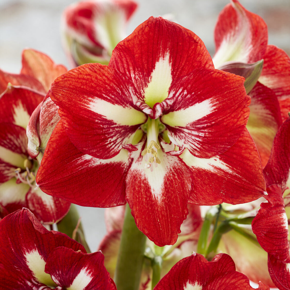 Amaryllis Barbados - Willemse