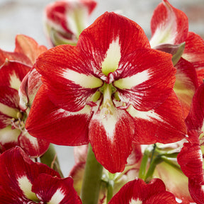 Amaryllis Barbados