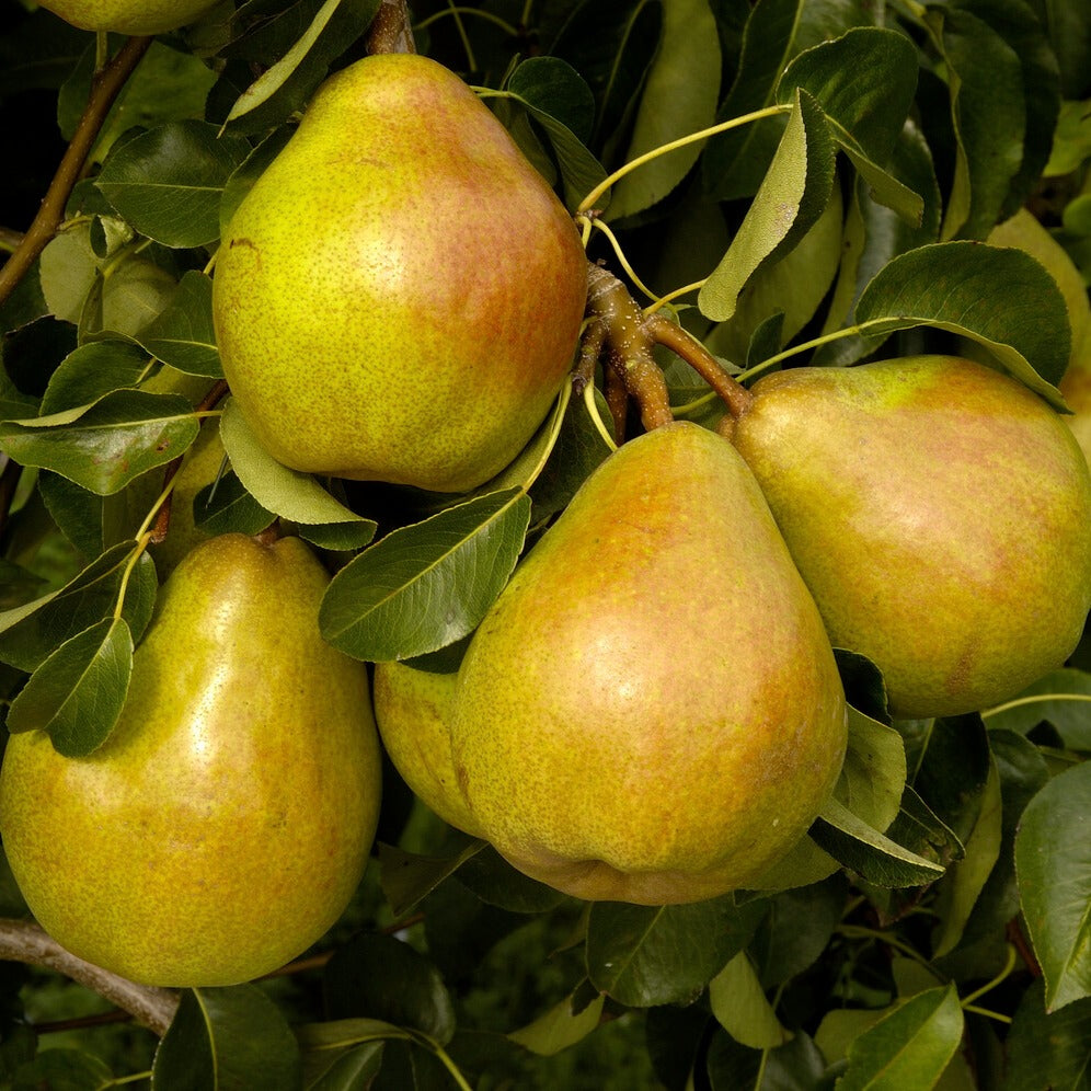 Poirier Doyenné du Comice - Pyrus communis Doyenné du Comice - Willemse