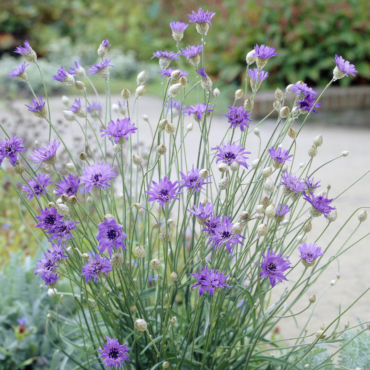 Catananche bleue - Cupidone