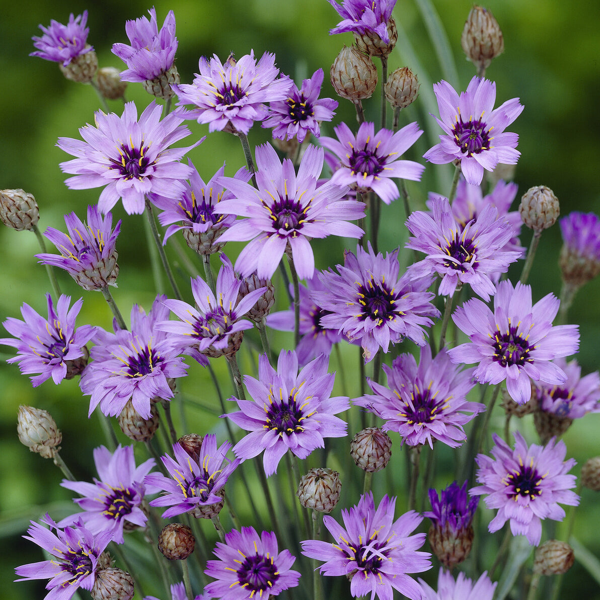 Catananche bleue - Cupidone