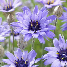 Catananche bleue - Cupidone