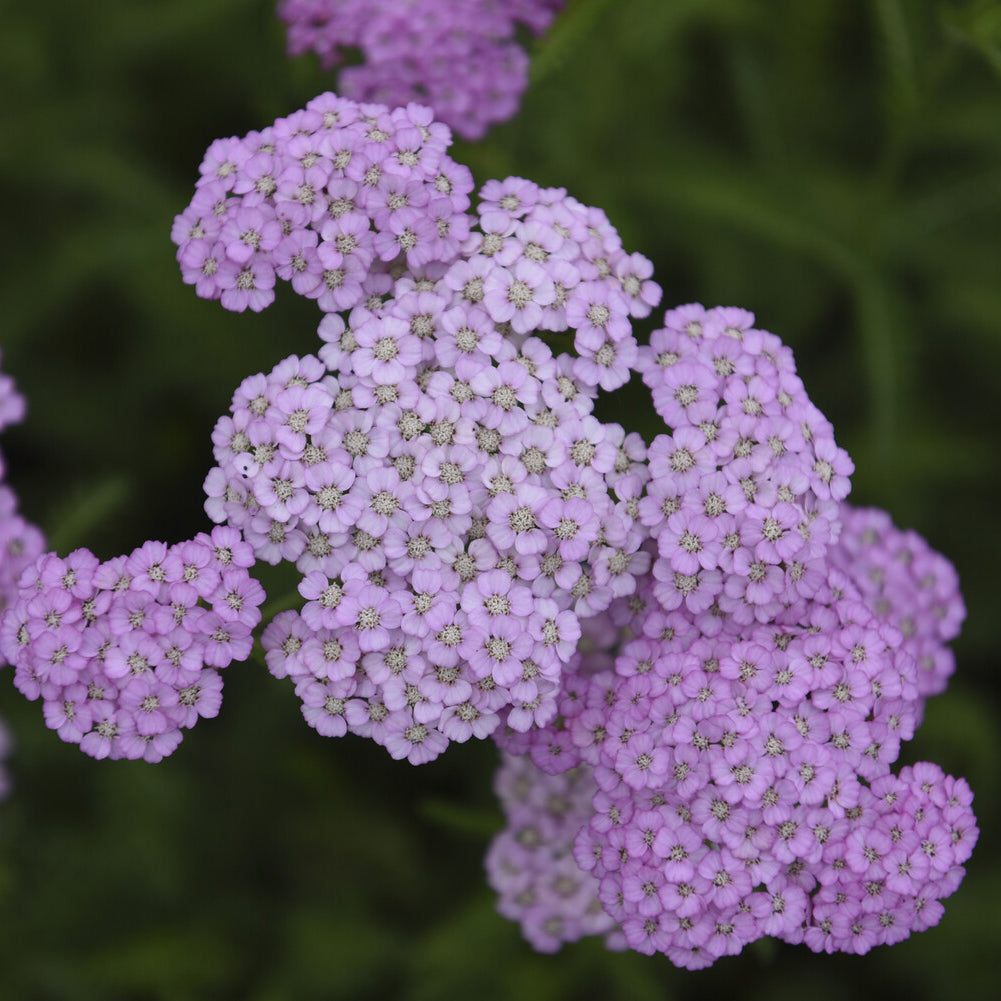 3 Achillées millefeuille Apfelblüte - Willemse