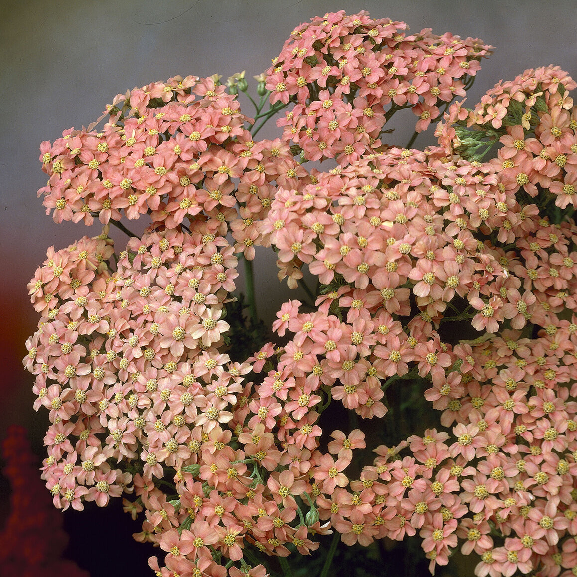 3 Achillées millefeuille Lachsschönheit - Achillea millefolium Lachsschönheit - Willemse