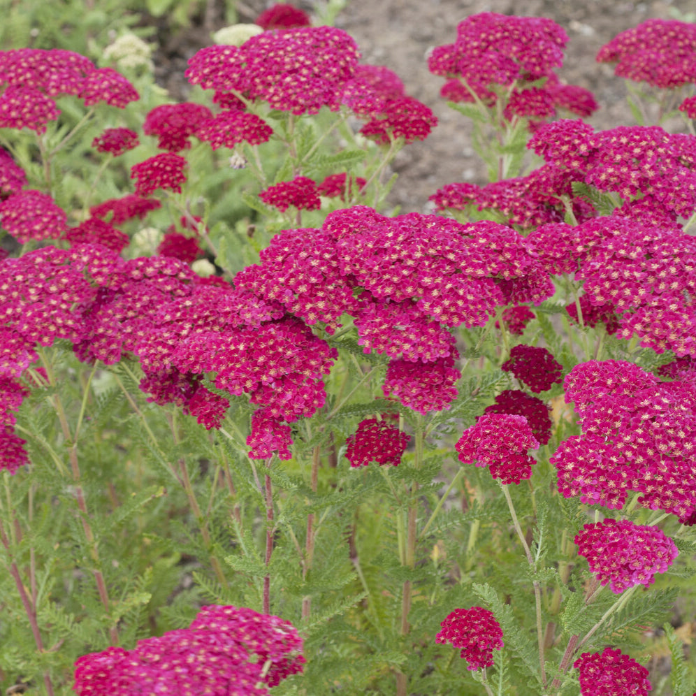 Achillée millefeuille Pomegranate