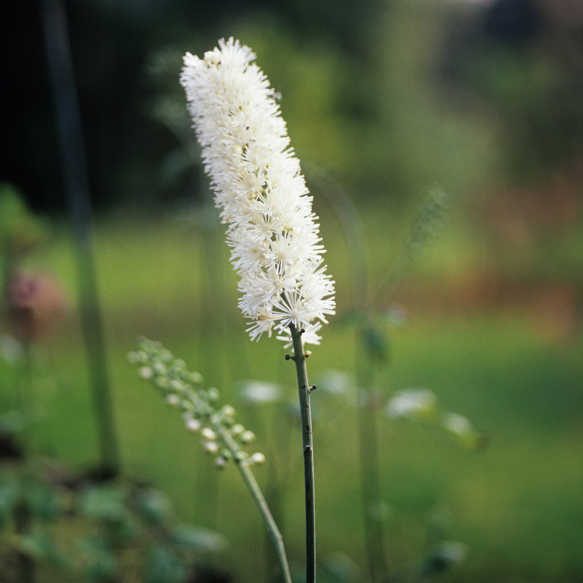 Cierge d'argent - Actaea racemosa - Willemse